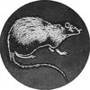 Avatar ratox