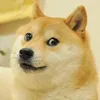 Avatar dogpromo