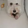 Avatar rodih_ferreira