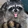 Avatar guaxinimdf