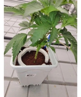 10 unidades Irrigador Netbow 12cm 4 Saídas p/ Vasos 