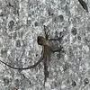 Avatar lontradosbugs5406