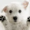 Avatar embuscadocupomperfeito