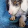 Avatar wolf.kennel