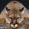 Avatar anacarolnicesio
