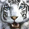 Avatar italo_nacif
