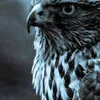 Avatar caiocol