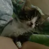 Avatar ferosa