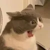 Avatar chatamila