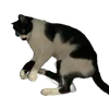 Avatar willka