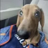 o_ely